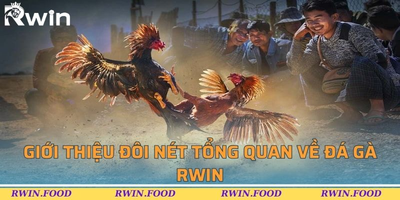 Giới thiệu đôi nét tổng quan về đá gà RWIN