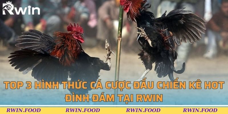 Top 3 hình thức cá cược đấu chiến kê hot đình đám tại RWIN