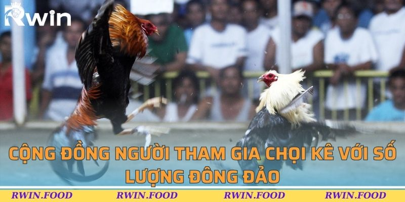 Cộng đồng người tham gia chọi kê với số lượng đông đảo