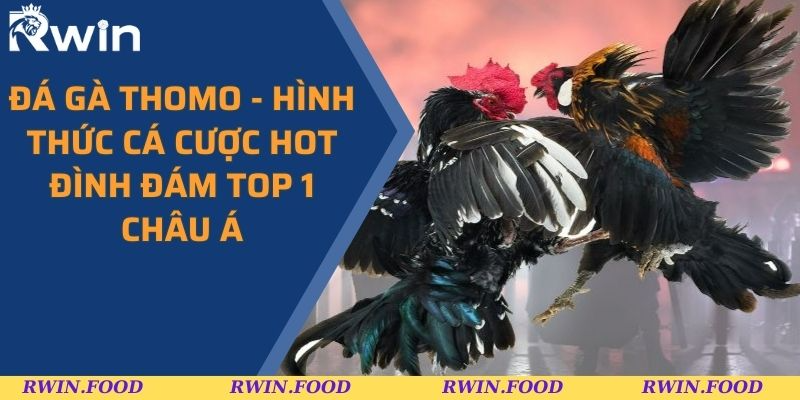 Đá Gà Thomo - Hình Thức Cá Cược Hot Đình Đám Top 1 Châu Á