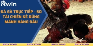 Đá Gà Trực Tiếp - So Tài Chiến Kê Dũng Mãnh Hàng Đầu