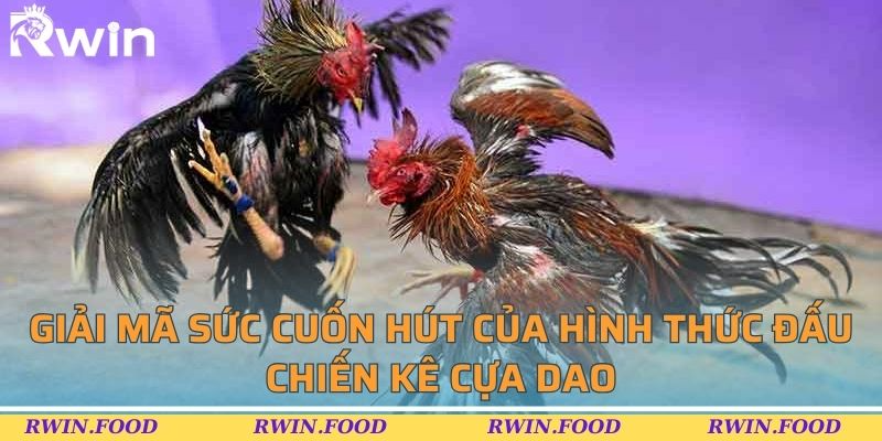 Giải mã sức cuốn hút của hình thức đấu chiến kê cựa dao