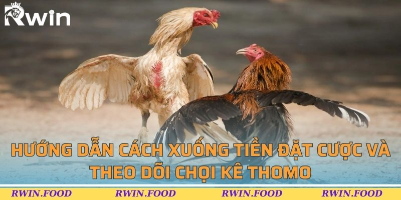 Hướng dẫn cách xuống tiền đặt cược và theo dõi chọi kê Thomo