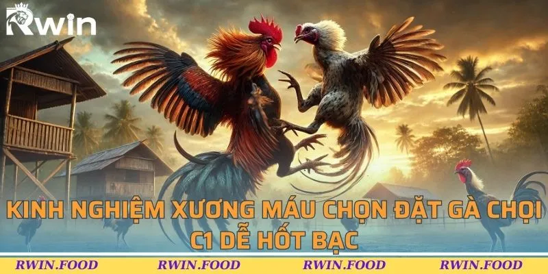 Kinh nghiệm xương máu chọn đặt gà chọi C1 dễ hốt bạc