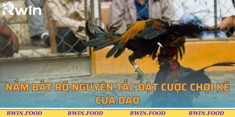 Nắm bắt rõ nguyên tắc đặt cược chọi kê cựa dao