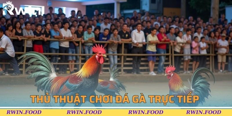 Thủ thuật để tham gia chơi đá gà trực tiếp