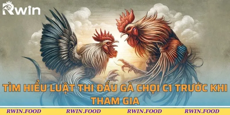 Tìm hiểu luật thi đấu gà chọi C1 trước khi tham gia 